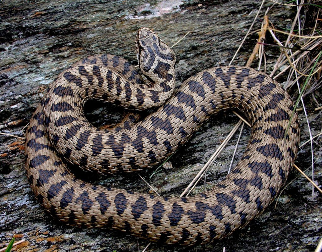 Райская летающая змея