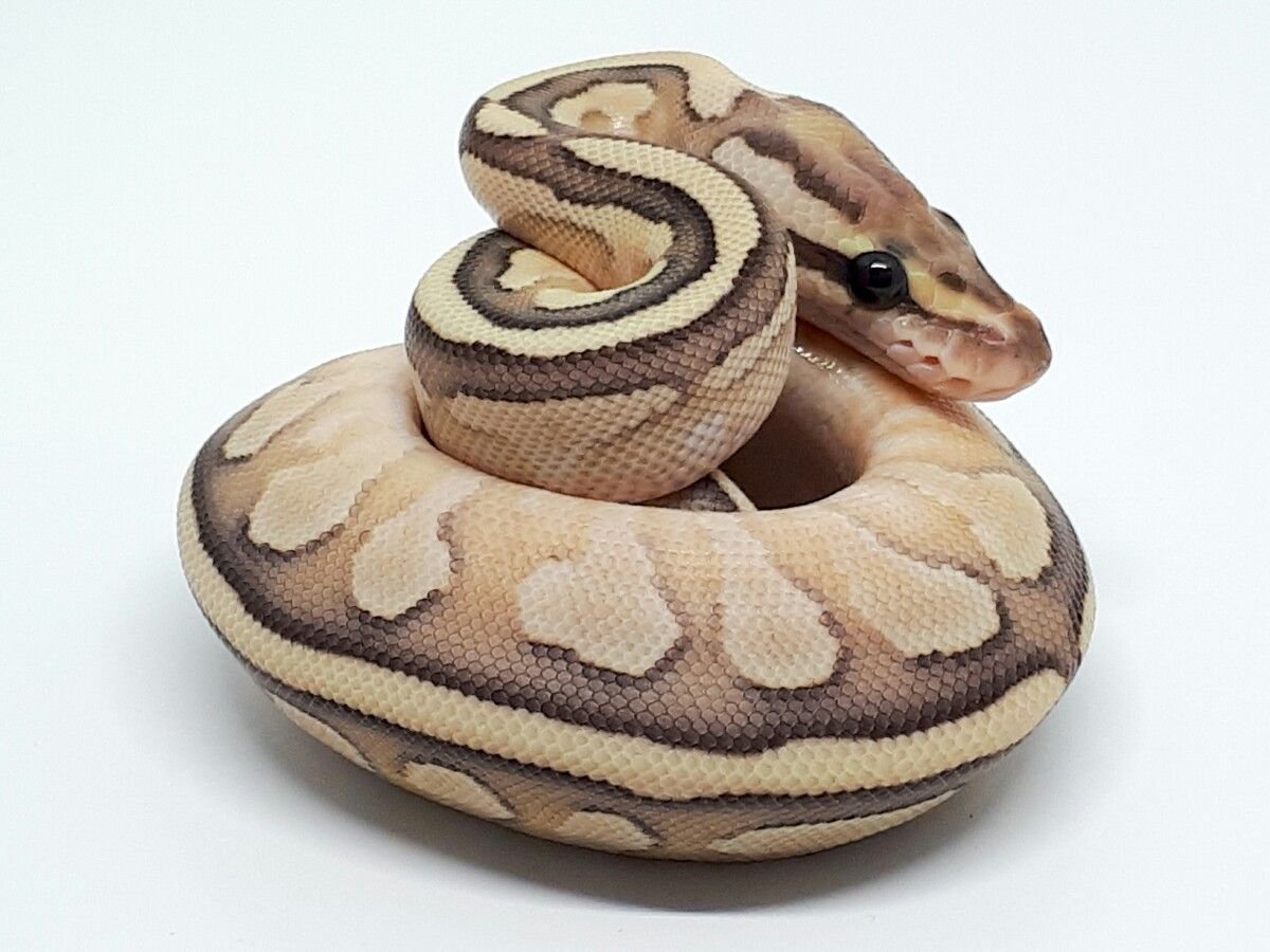 Piebald Ball Python