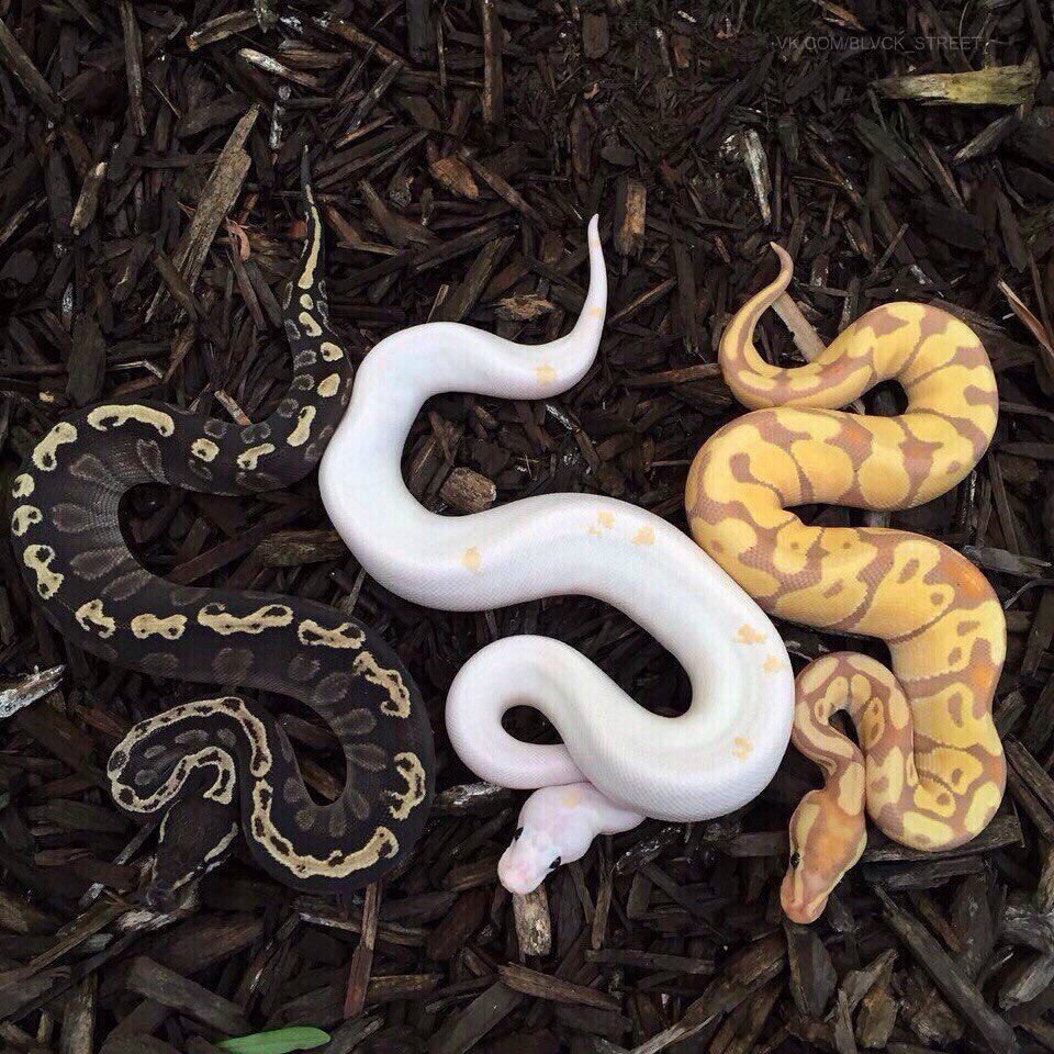 Змея гуччи вектор