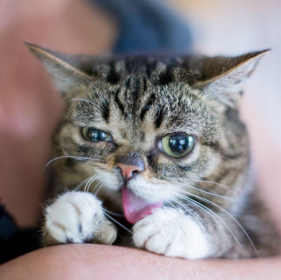 Кошка крошка