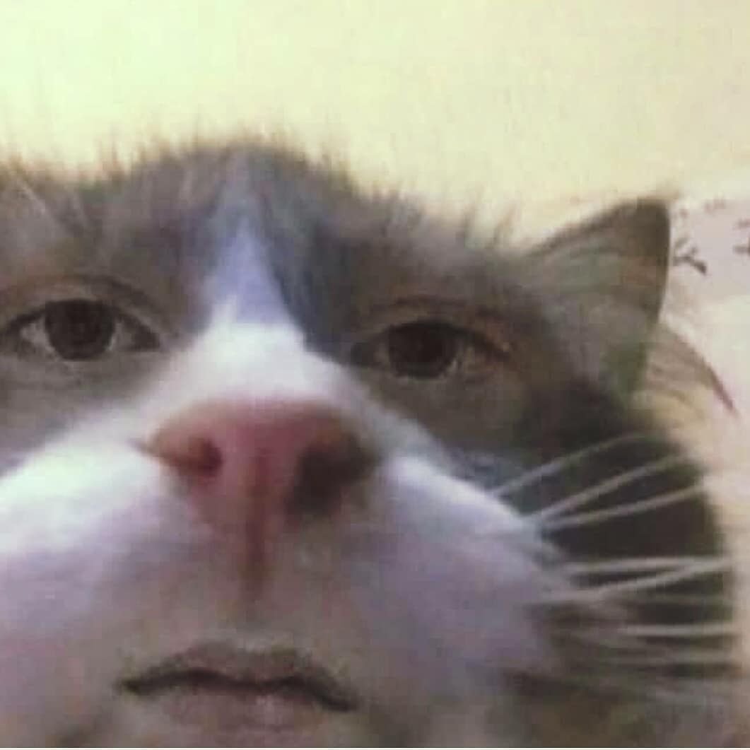 Порода кошек с большими глазами