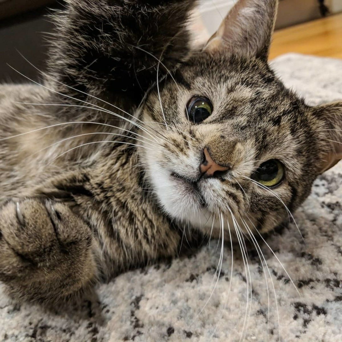 Животные с синдромом Дауна