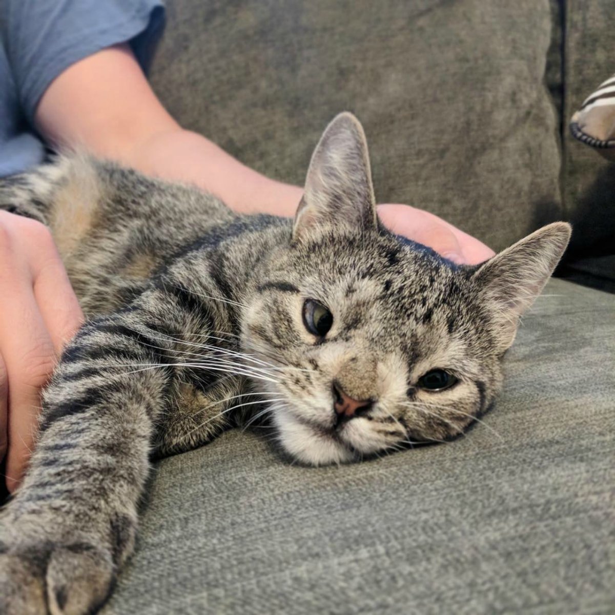 Кошка с лишней хромосомой