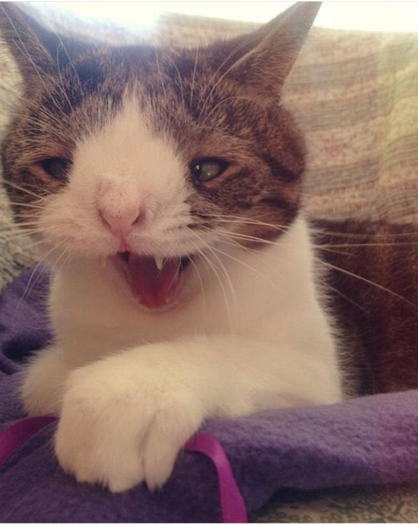 Лысая кошка сфинкс злая