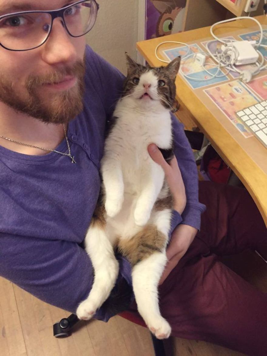 Шотландская кошка скоттиш фолд