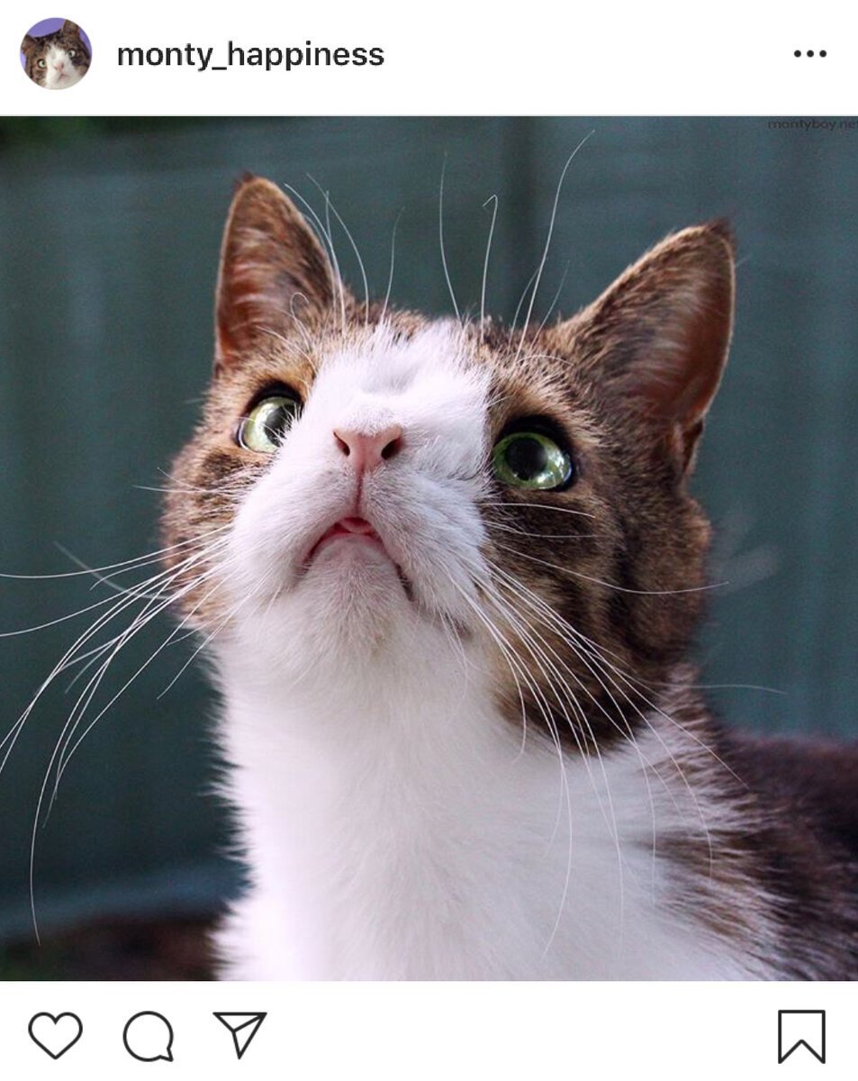 Особенные коты