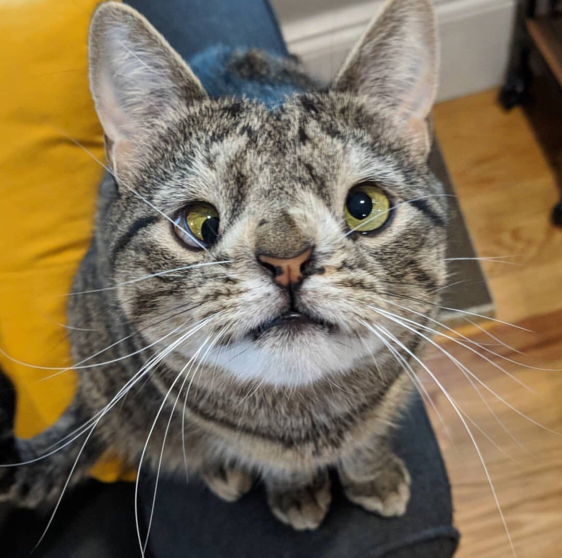 Кот с синдромом ДЦП