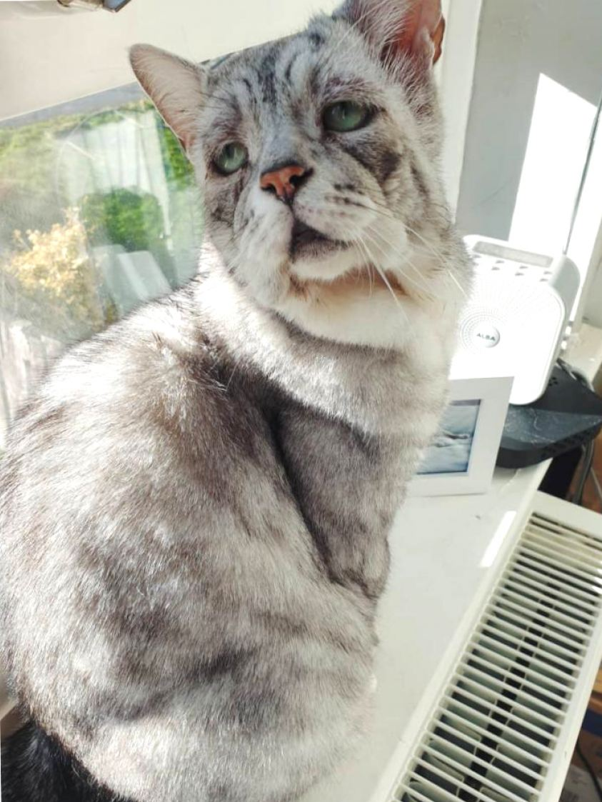 Эстетика кошек