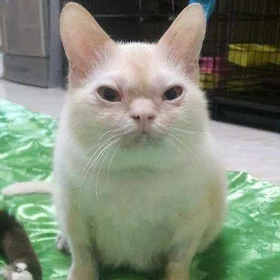 Кот с синдромом Дауна