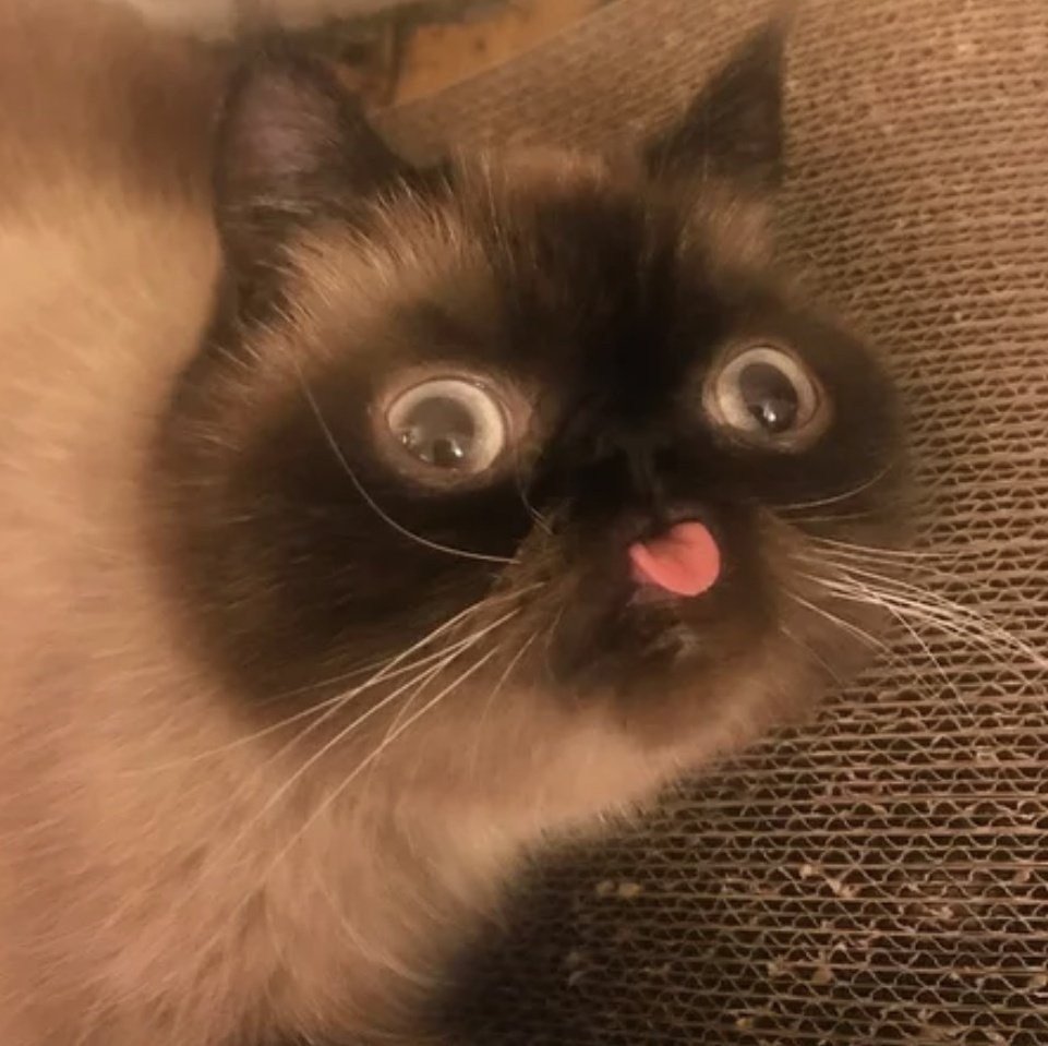 Котята Эстетика