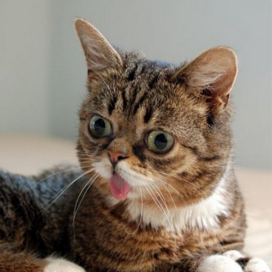 Смешные коты мемы