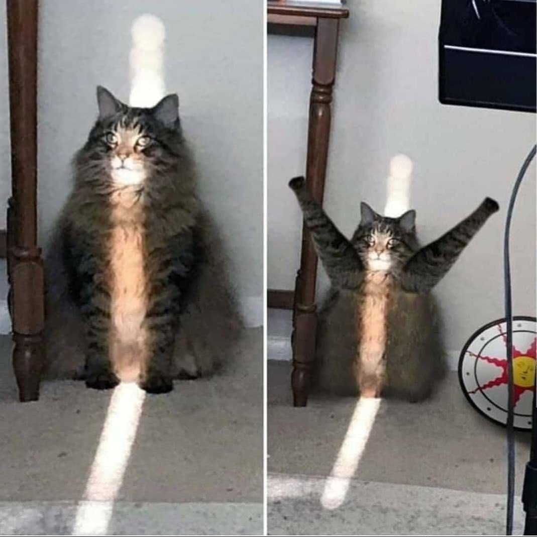 Умственно отсталый тигр Кенни