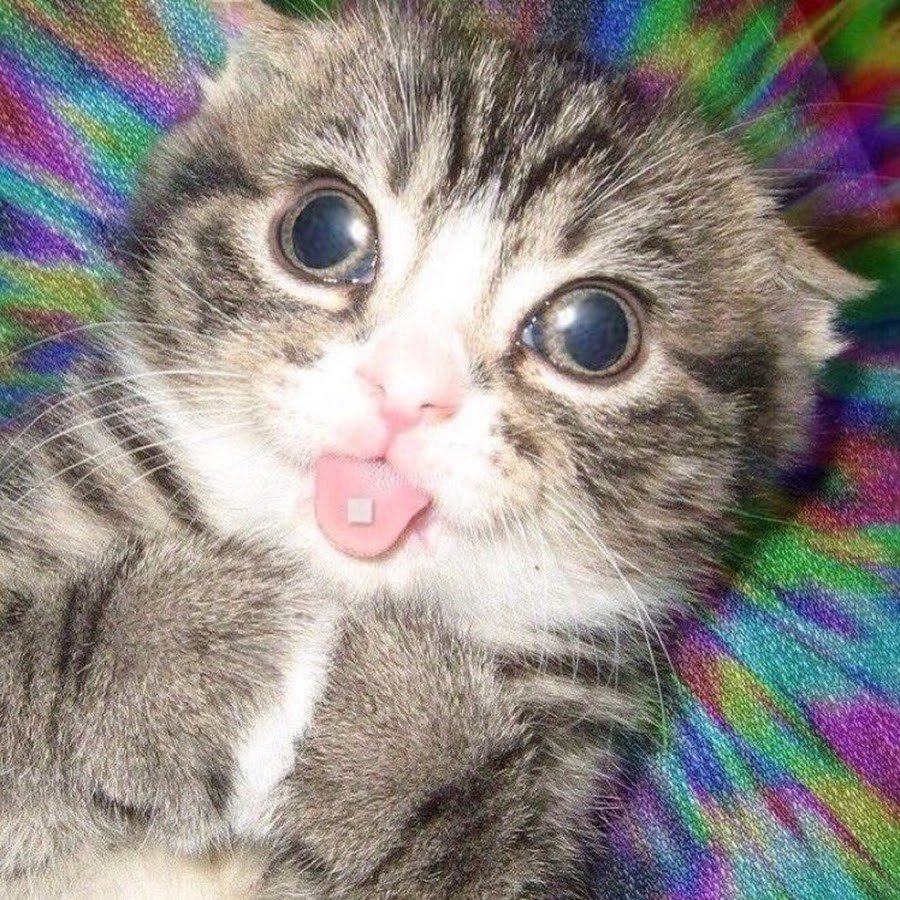 Милые котики Эстетика