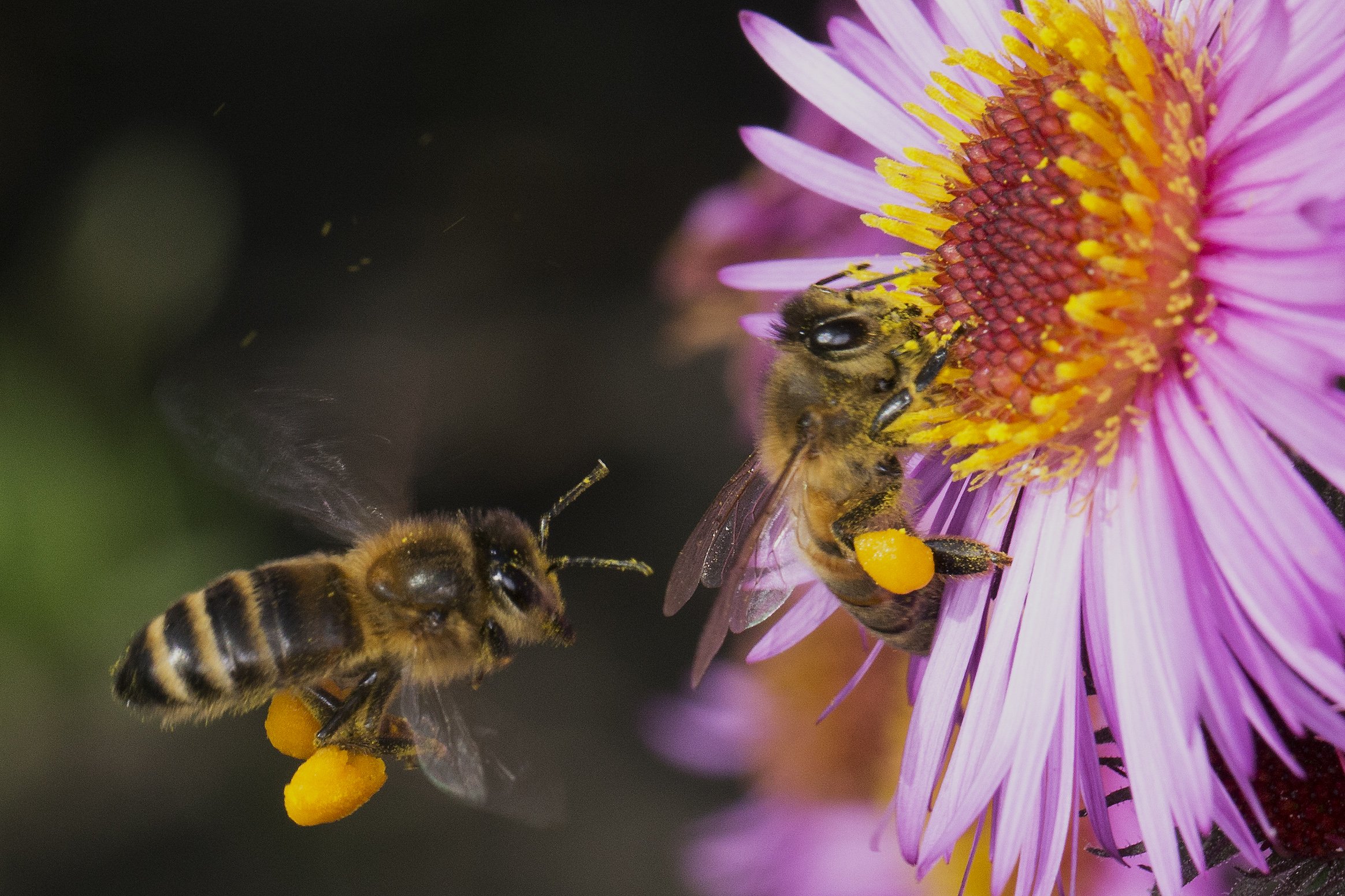Пчелиный нектар. Пчела АПИС Меллифера. Пчела с пыльцой. Пчела с нектаром. Пчела собирает пыльцу.