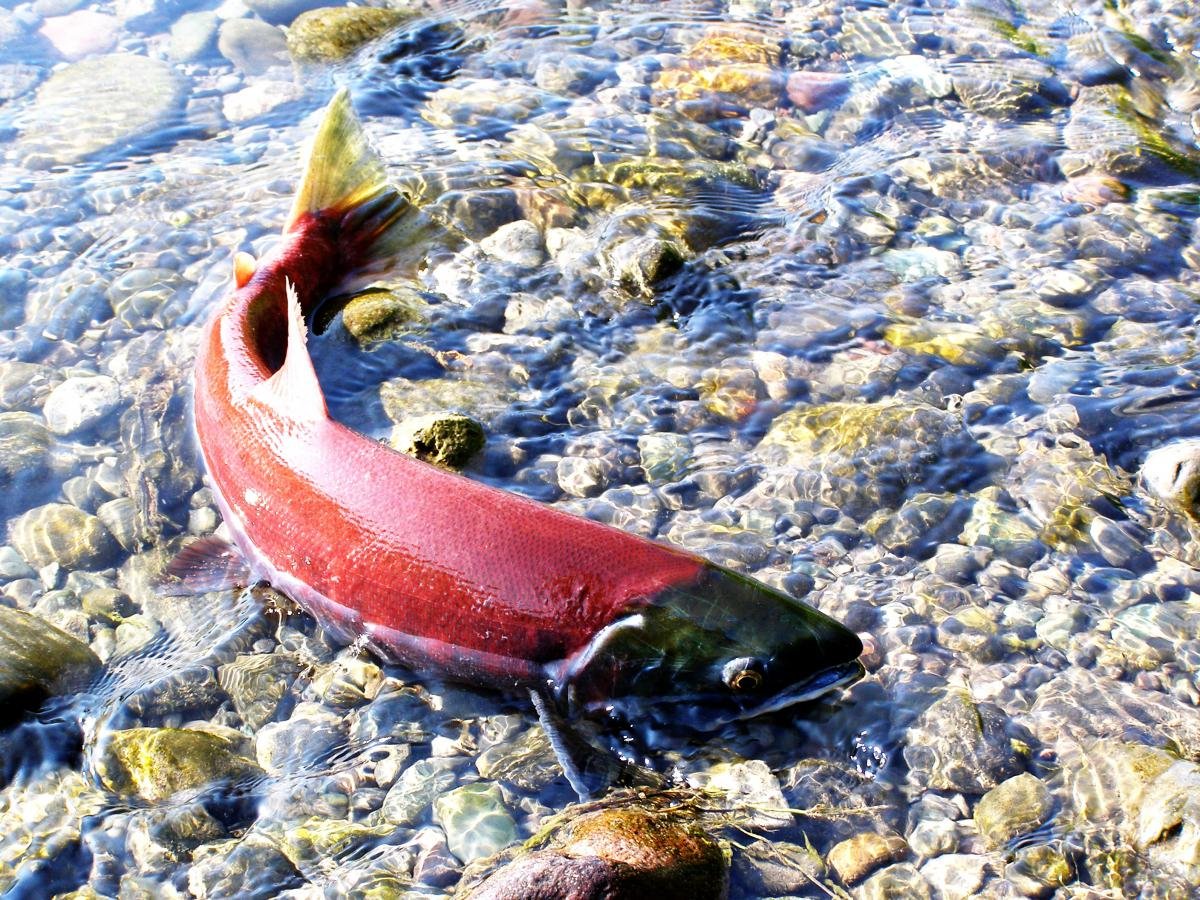 Нерка Тихоокеанская