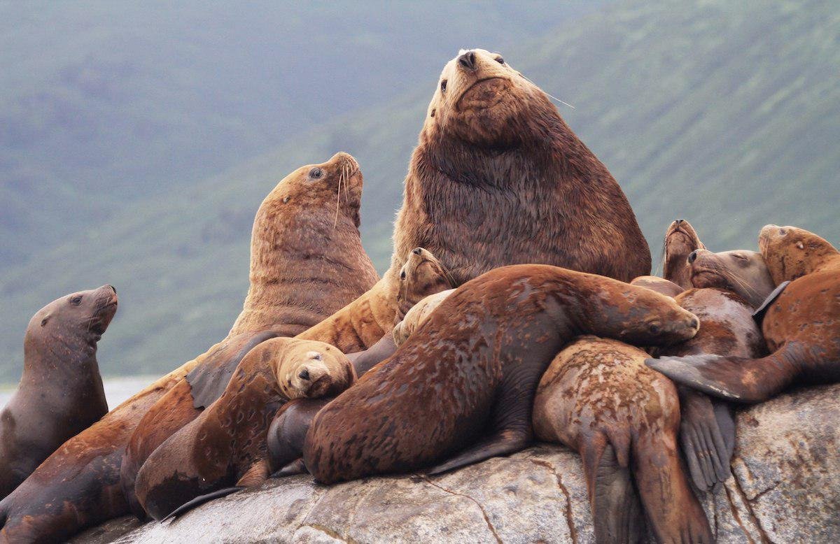 Животные Камчатки сивуч