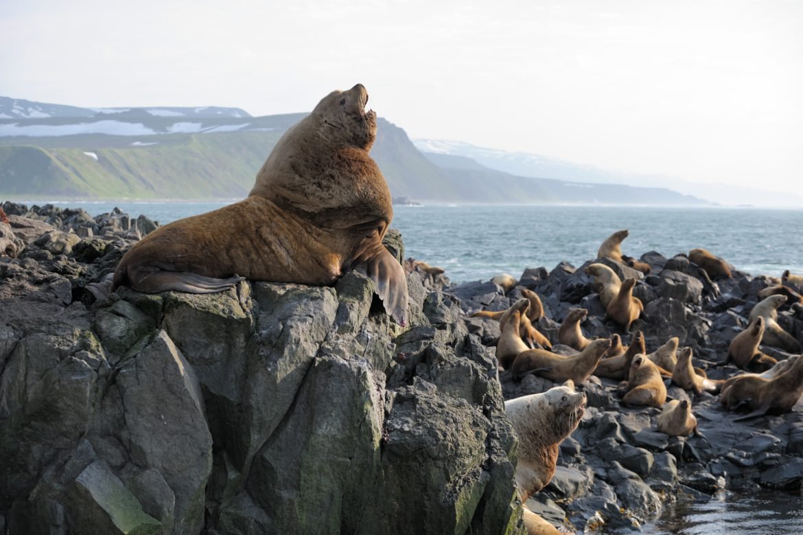 Кроноцкий заповедник Петропавловске-Камчатском