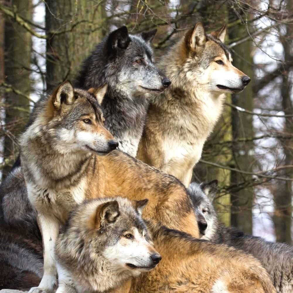 Волк фото картинки