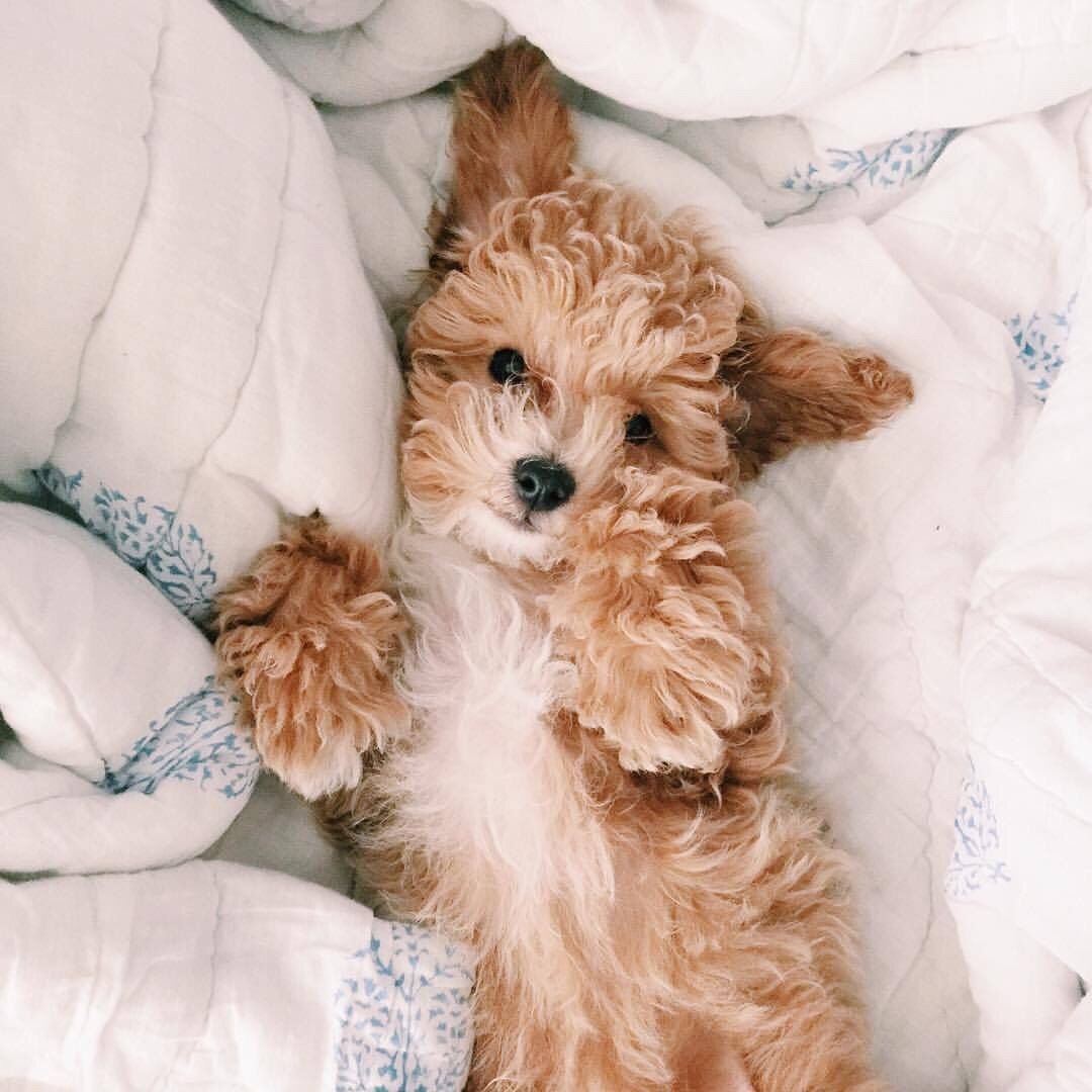 Животные Эстетика