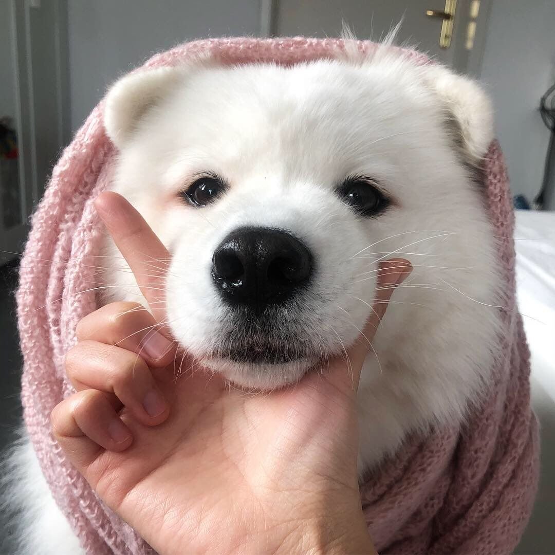 Ава для девочки собаки белые