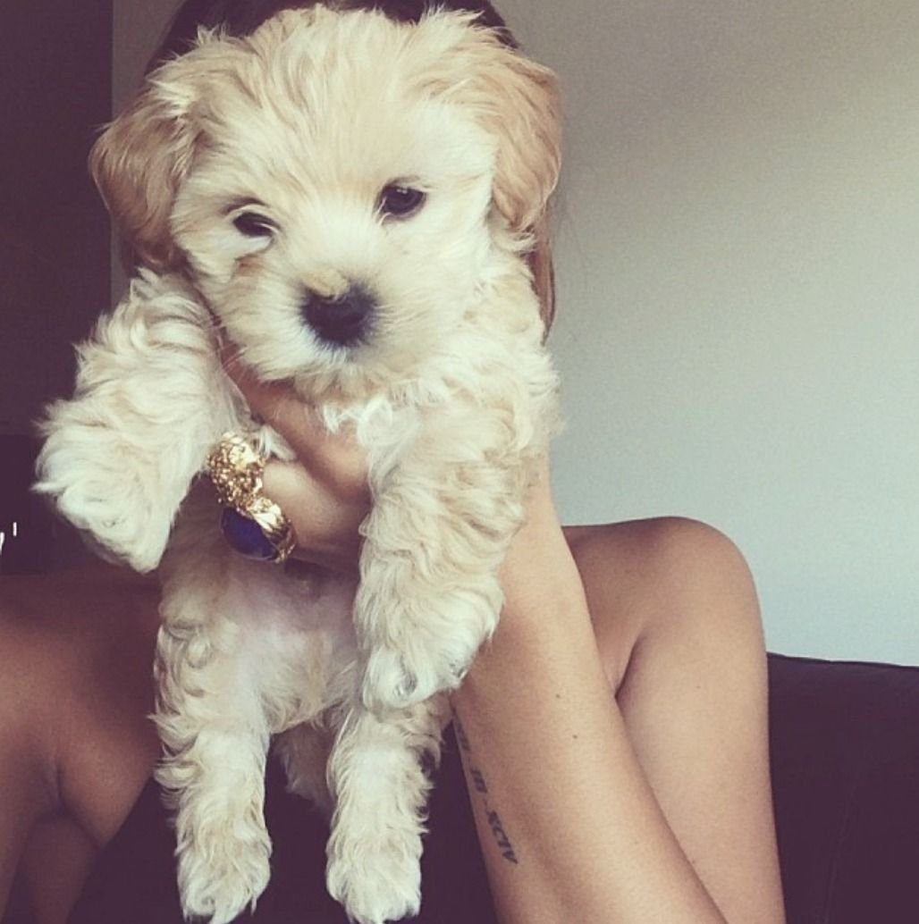 Мальтипу Ирины Мягковой