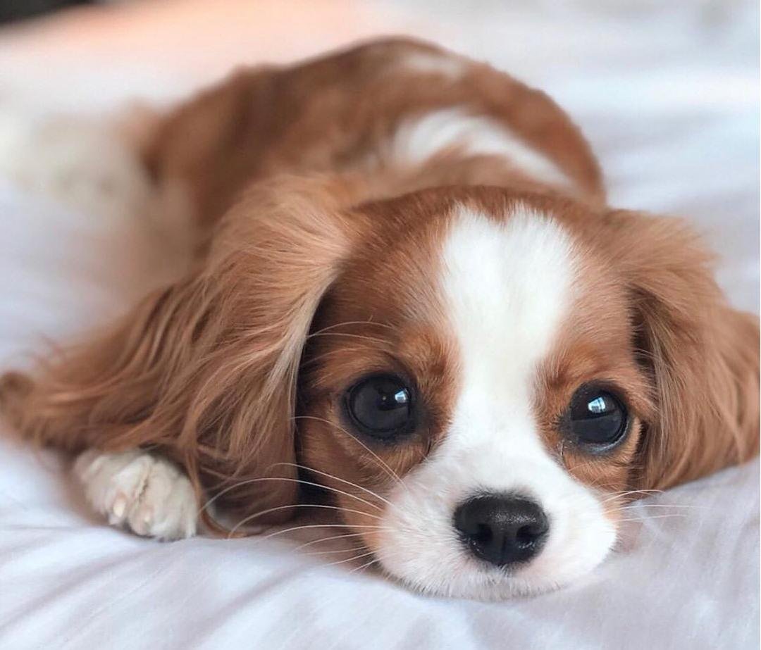 Глаза кавалер Кинг Чарльз спаниель