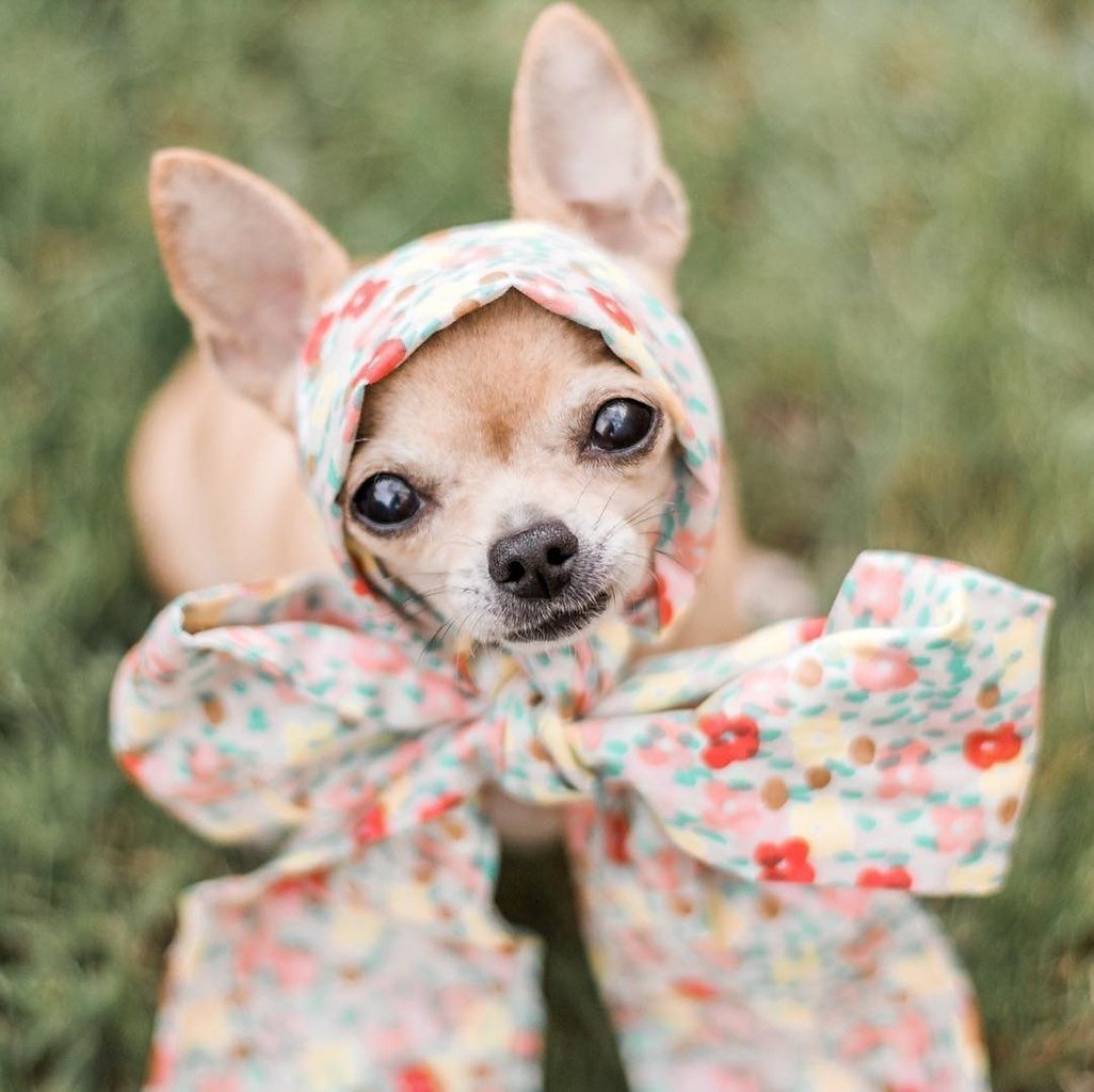 Очень милые собаки