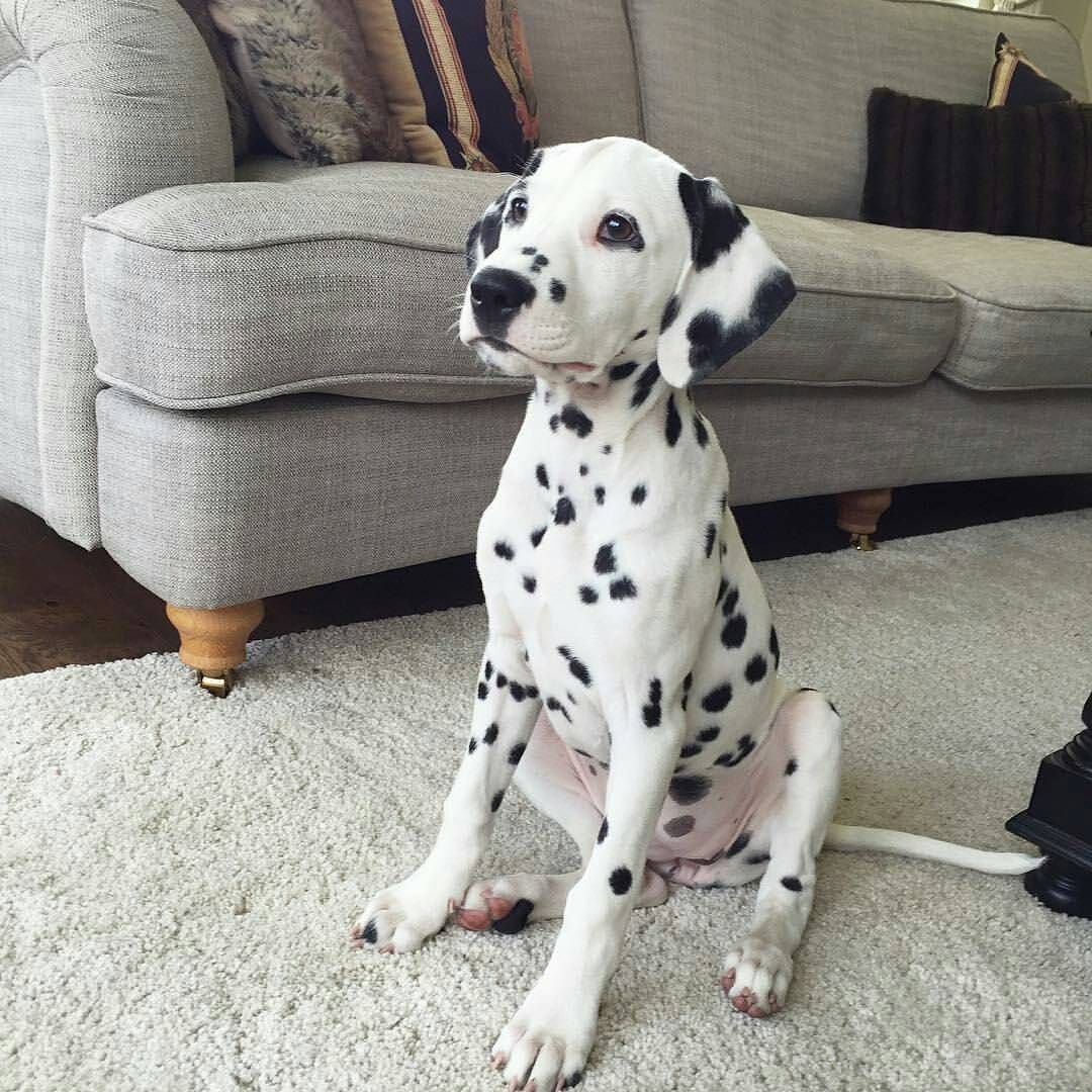 Далматинец щенок