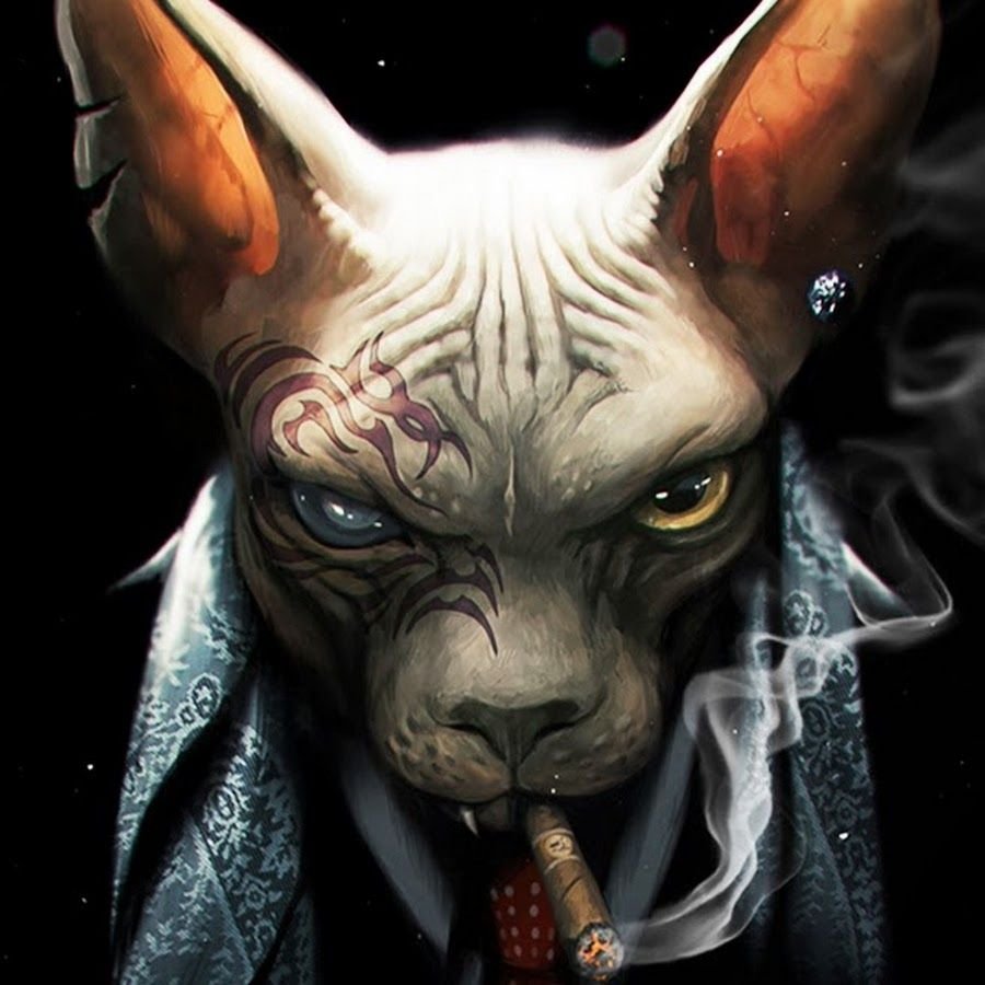 Кот породы сфинкс Барри Алибасова