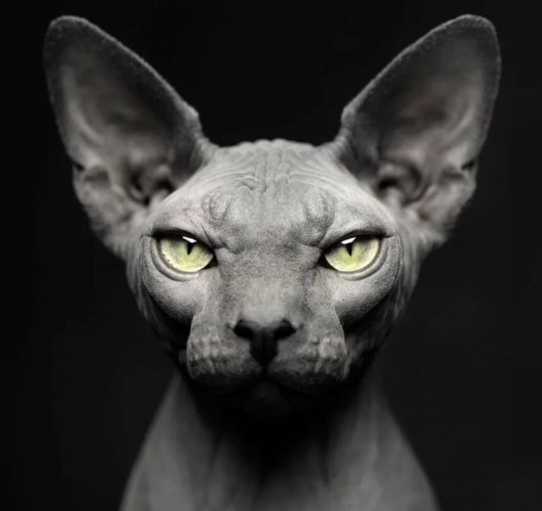 Чёрный сфинкс кошка