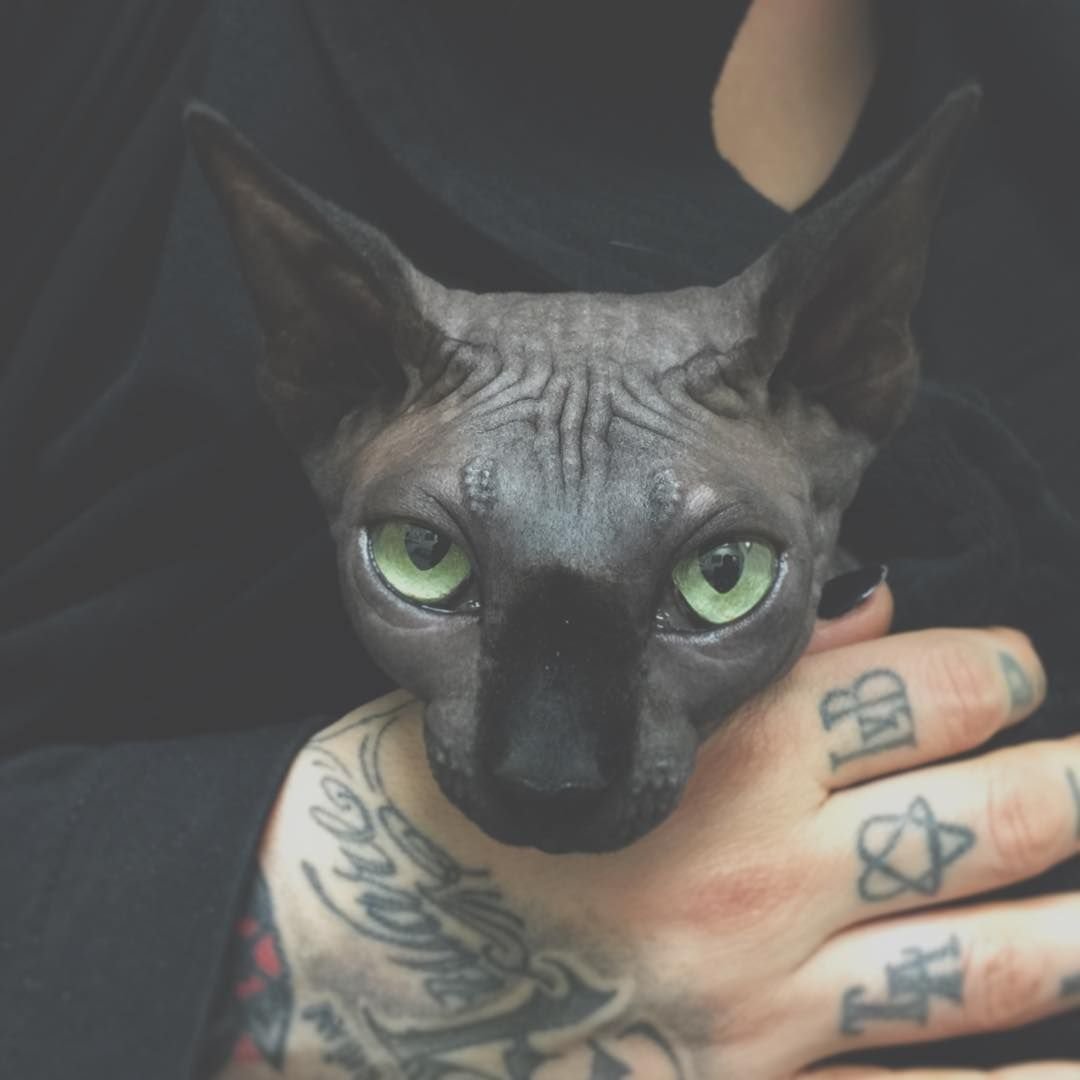 Сфинкс с цепочкой