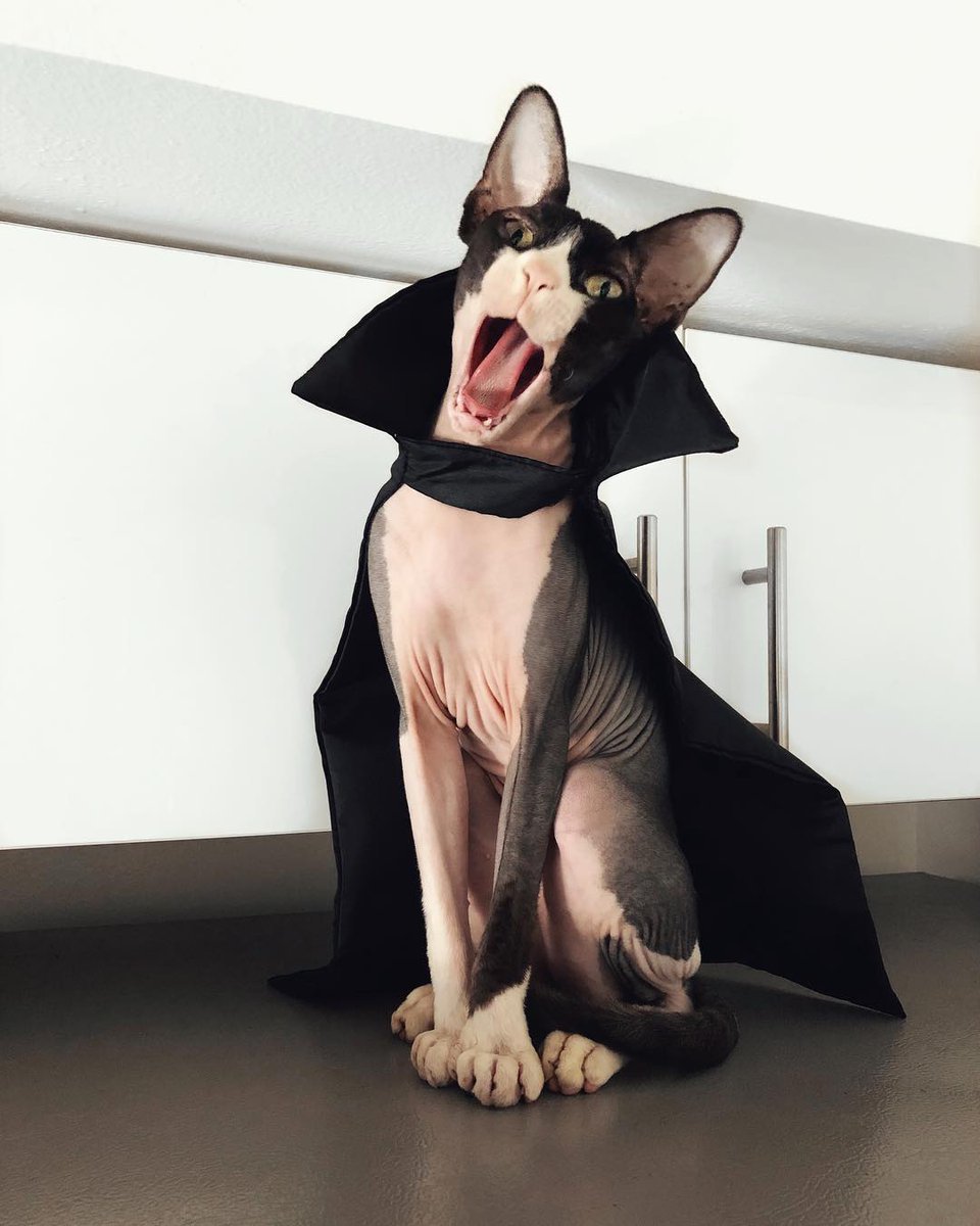 Джаспер безглазый сфинкс