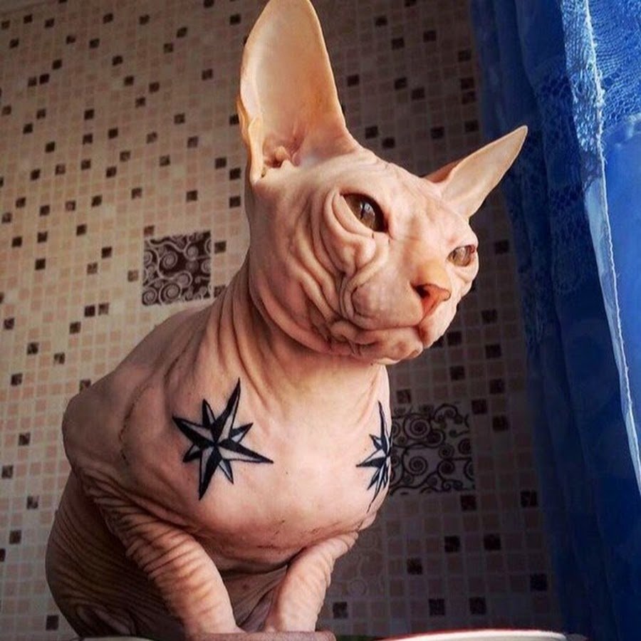 Лысая кошка сфинкс
