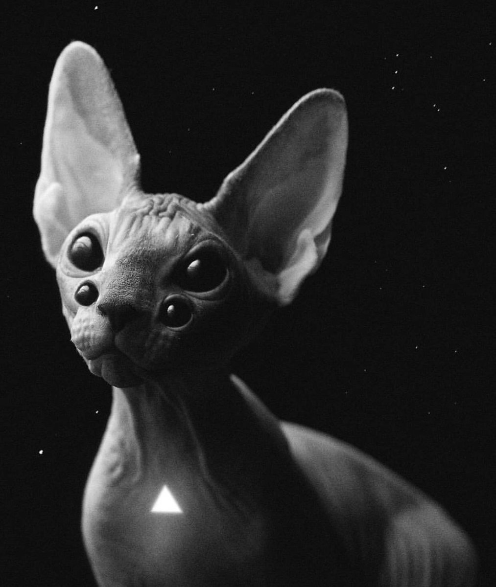 Лысая кошка сфинкс