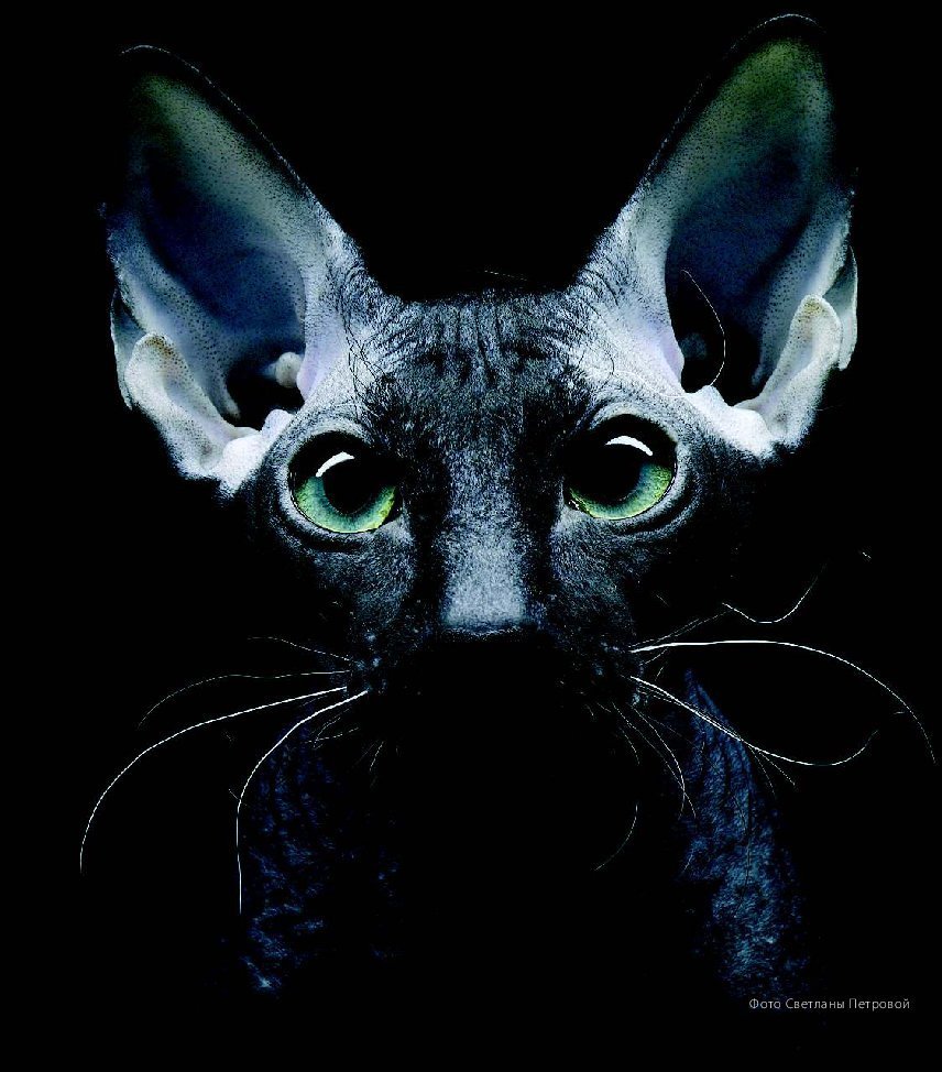 Египетская кошка сфинкс канадский