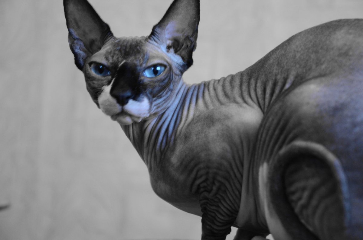 Канадский сфинкс