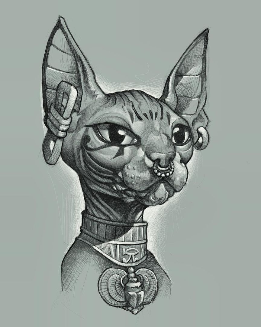 Канадский сфинкс черный