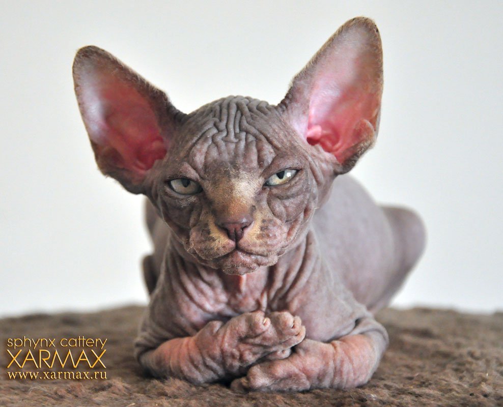 Картинка блатной кот сфинкс