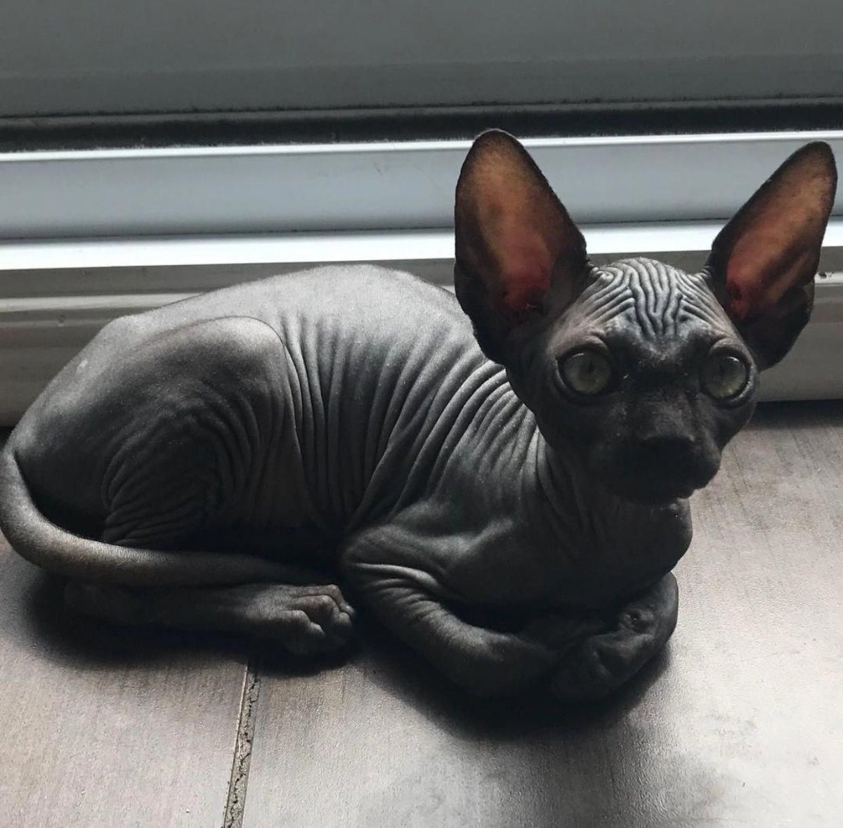 Злой канадский сфинкс