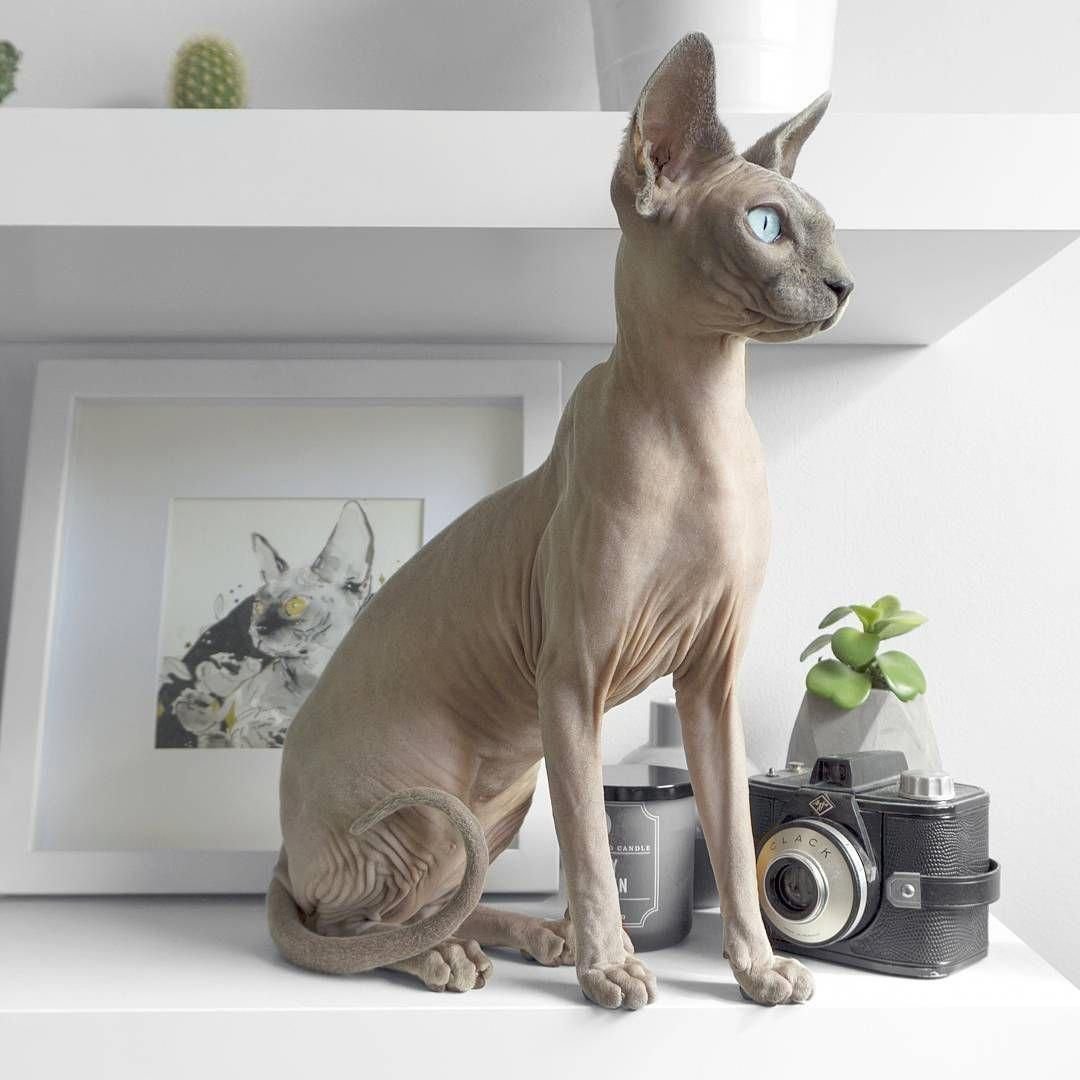 Канадский сфинкс темный