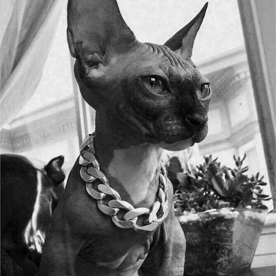 Смешные сфинксы