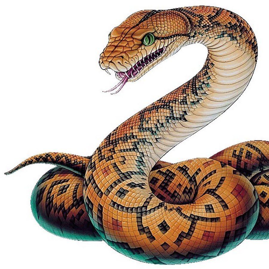Удав тату эскиз
