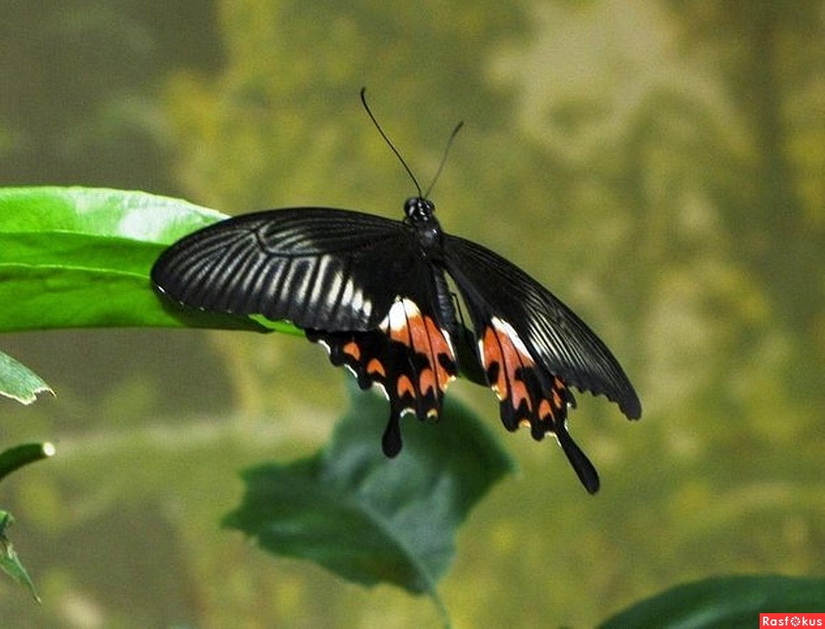 Парусник Румянцева (Papilio Rumanzovia)