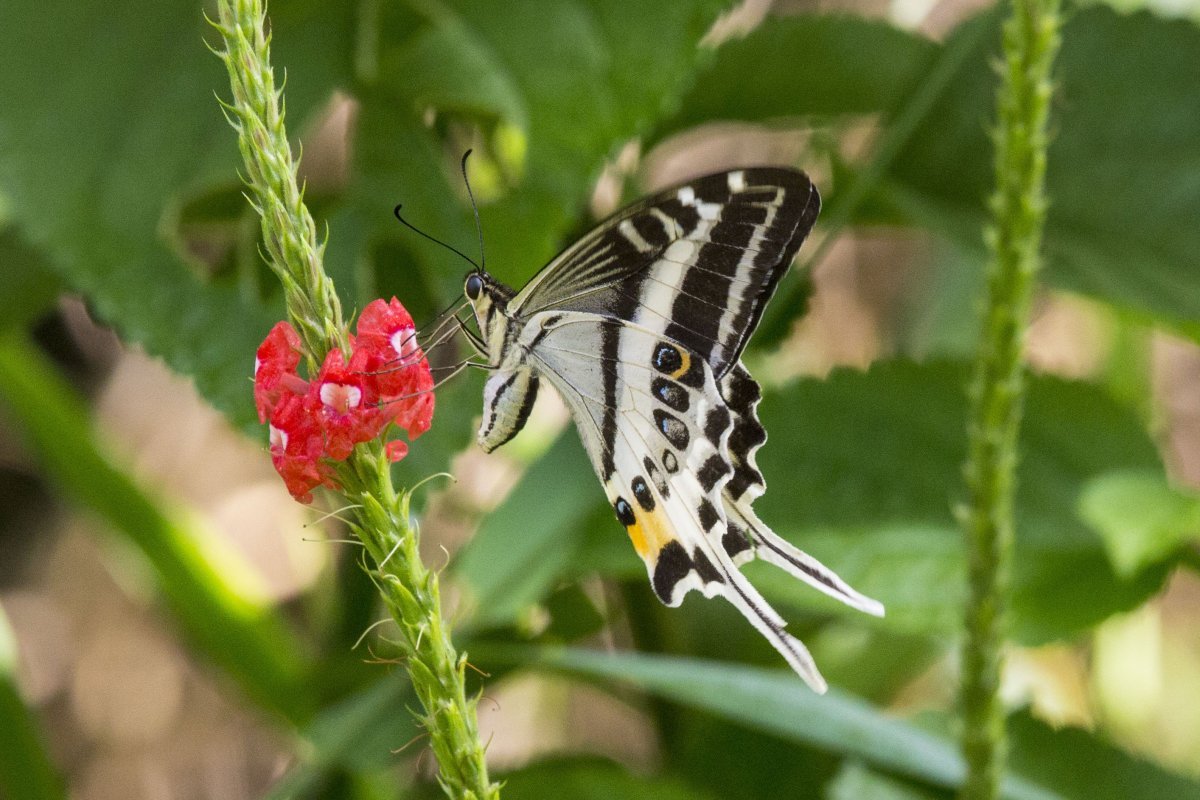 Птицекрылка королевы Александры