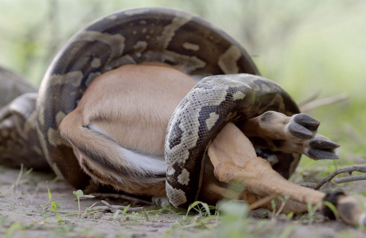 Питон в комнате