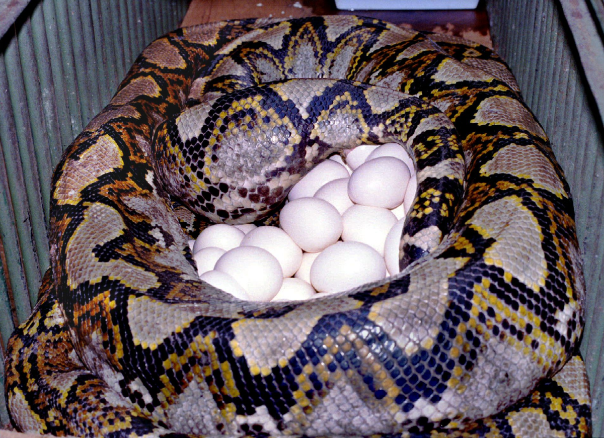 Королевский питон мини