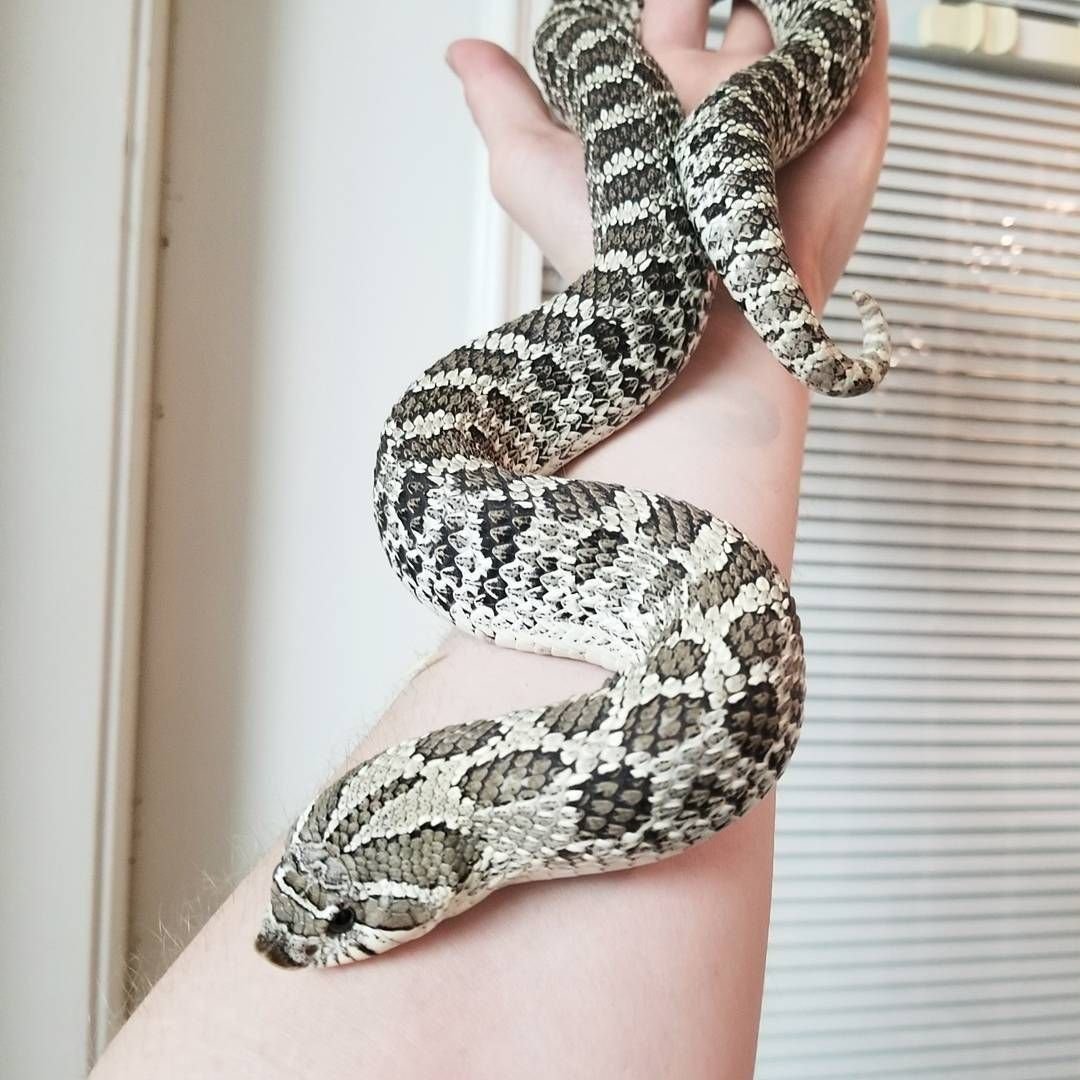 Анаконда питон и женщина