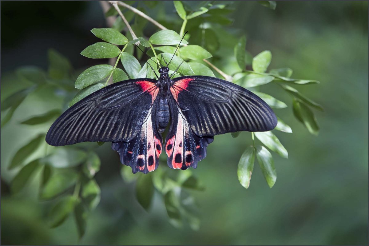 Гиполимнас Болина бабочка