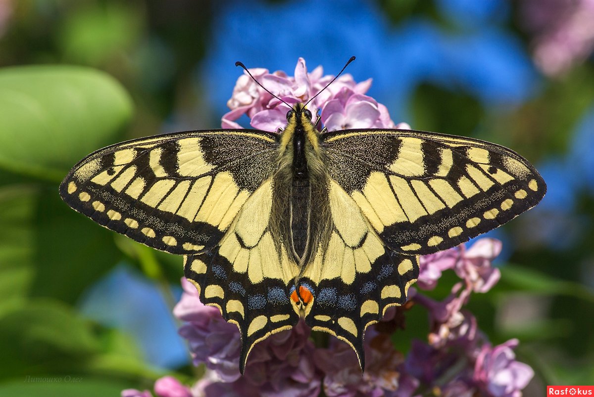 Парусник Румянцева