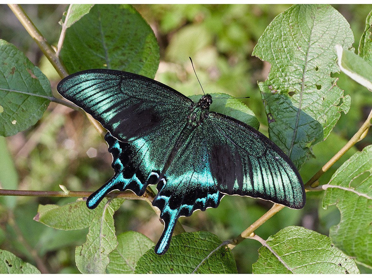 Pаpilio Rumanzovia – парусник Румянцева